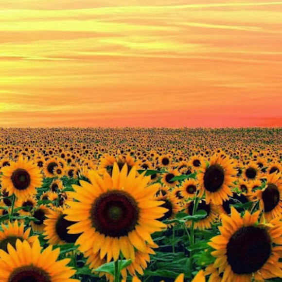 Meet your Posher, Jacey & chloe - Picture 1 of 1